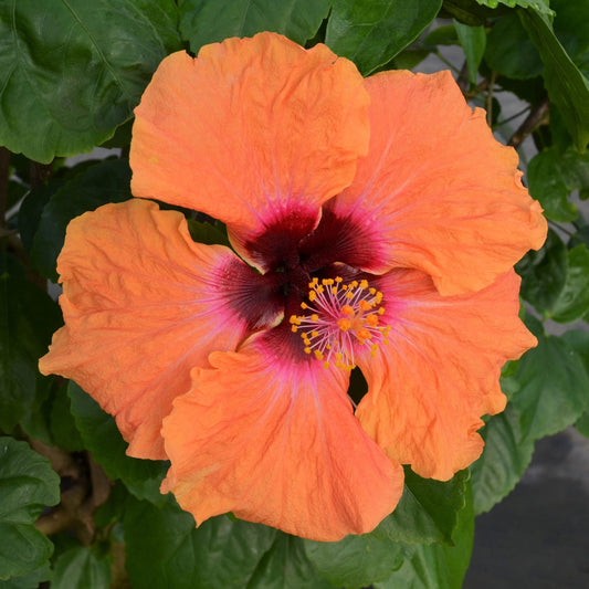 Hollywood Hibiscus™ Disco Diva™ Tropical Hibiscus - Photo Courtesy of Proven Winners, Inc.