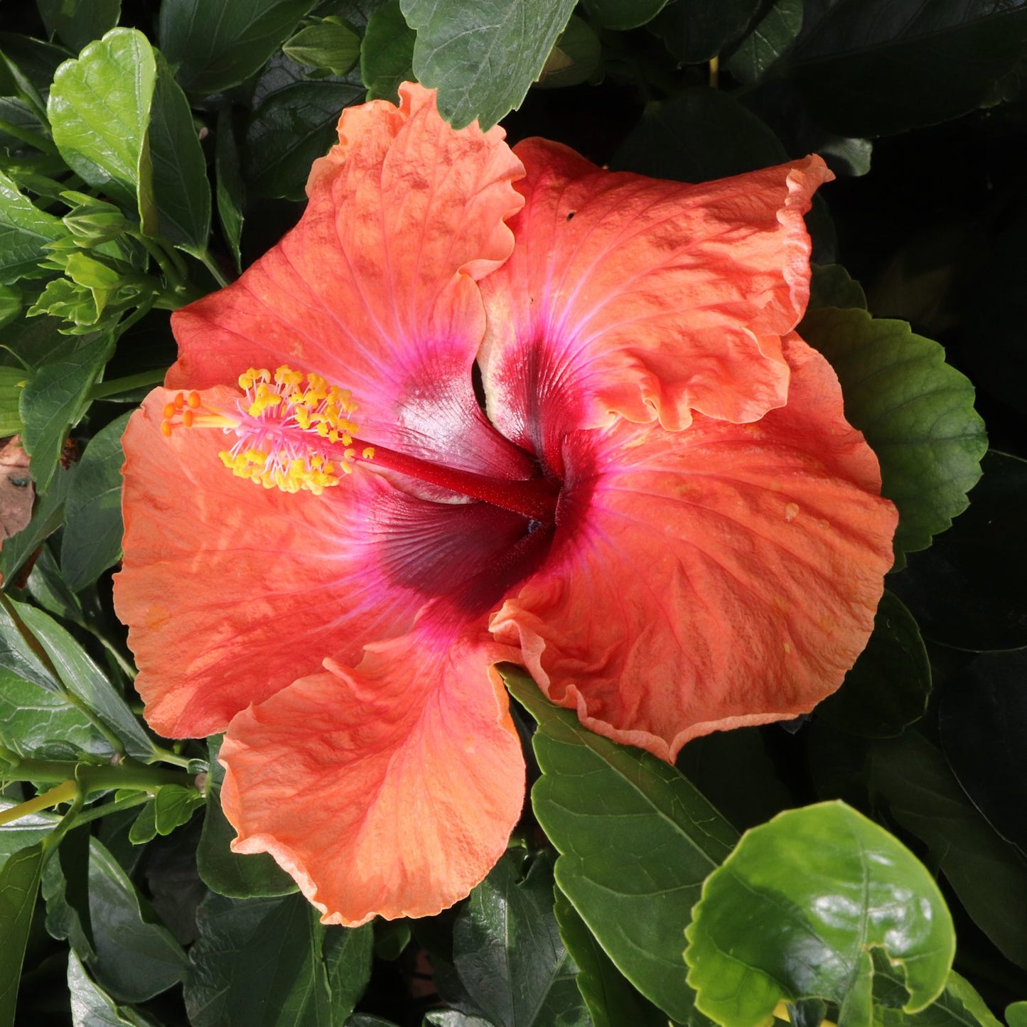 Hollywood Hibiscus™ Disco Diva™ Tropical Hibiscus - Photo Courtesy of Proven Winners, Inc.