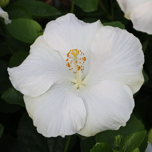 Hollywood Hibiscus™ Earth Angel™ Tropical Hibiscus - Photo Courtesy of Proven Winners, Inc.