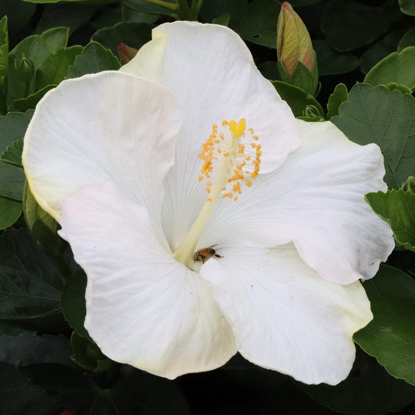 A small bee collects pollen from the center of a stunning white Hollywood Hibiscus™ Earth Angel™ Tropical Hibiscus blooming among green leaves. - Photo Courtesy of Proven Winners, Inc.