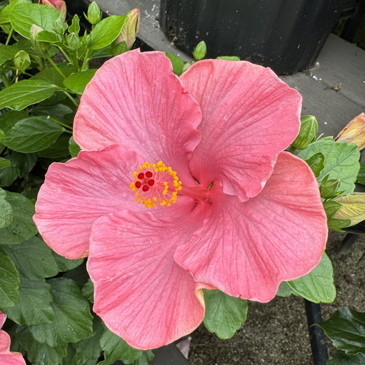 Hollywood Hibiscus™ First Lady™ Tropical Hibiscus - Photo Property of Garden Crossings LLC