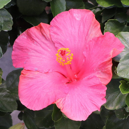Hollywood Hibiscus™ First Lady™ Tropical Hibiscus - Photo Courtesy of Proven Winners, Inc.