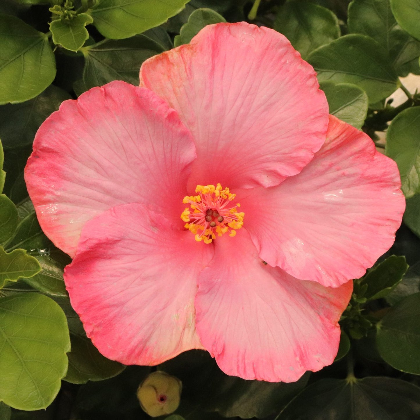 Hollywood Hibiscus™ First Lady™ Tropical Hibiscus - Photo Courtesy of Proven Winners, Inc.