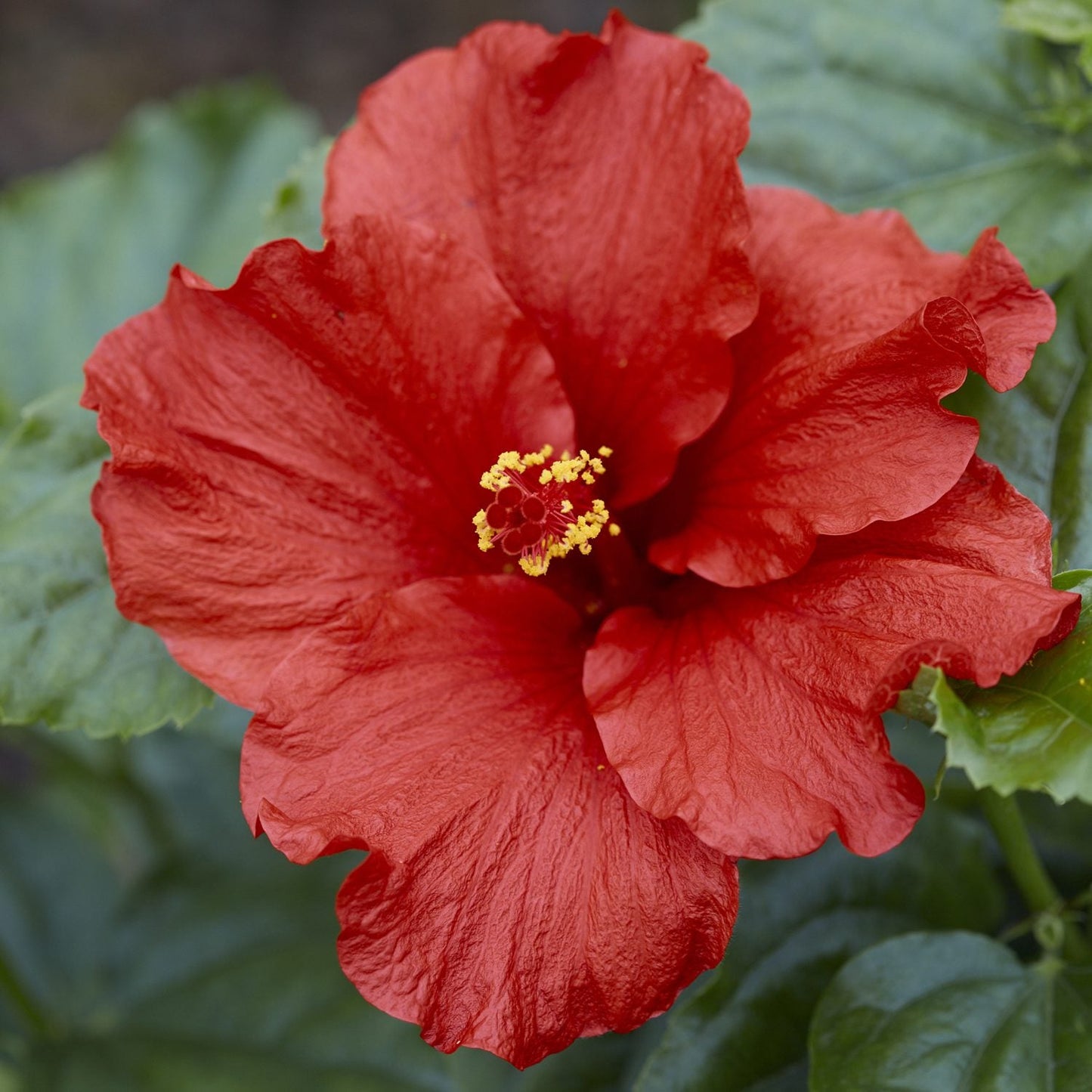 The Hollywood Hibiscus™ First to Arrive™ Tropical Hibiscus features vivid, ruffled ruby-red blooms with yellow-tipped stamens at the center, set against lush green foliage. - Photo Courtesy of Proven Winners, Inc.