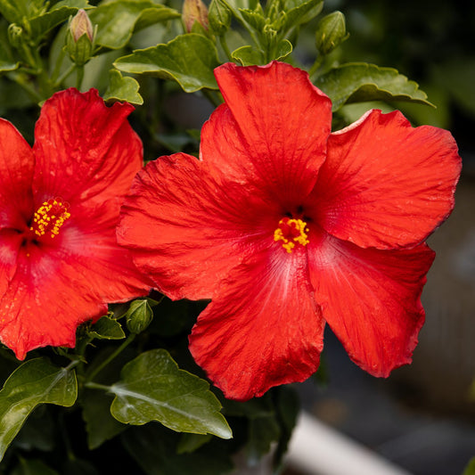 Hollywood Hibiscus™ First to Arrive™ Tropical Hibiscus - Photo Courtesy of Proven Winners, Inc.