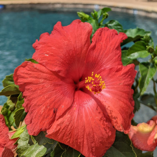 Hollywood Hibiscus™ First to Arrive™ Tropical Hibiscus - Photo Courtesy of Proven Winners, Inc.