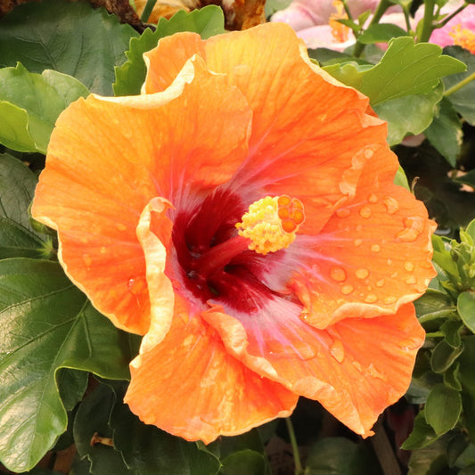 Hollywood Hibiscus™ Heartthrob™ Tropical Hibiscus - Photo Courtesy of Proven Winners, Inc.