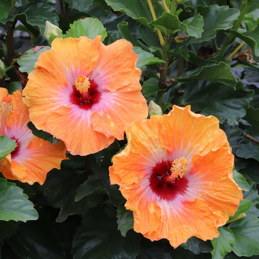 Hollywood Hibiscus™ Heartthrob™ Tropical Hibiscus - Photo Courtesy of Proven Winners, Inc.