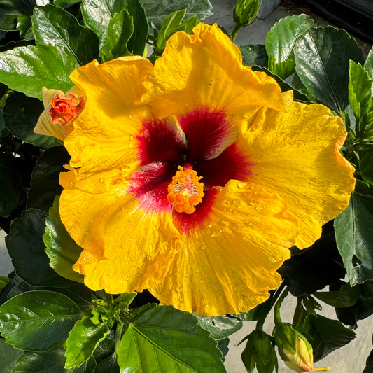 Hollywood Hibiscus™ Rico Suave™ Tropical Hibiscus - Photo Property of Garden Crossings LLC