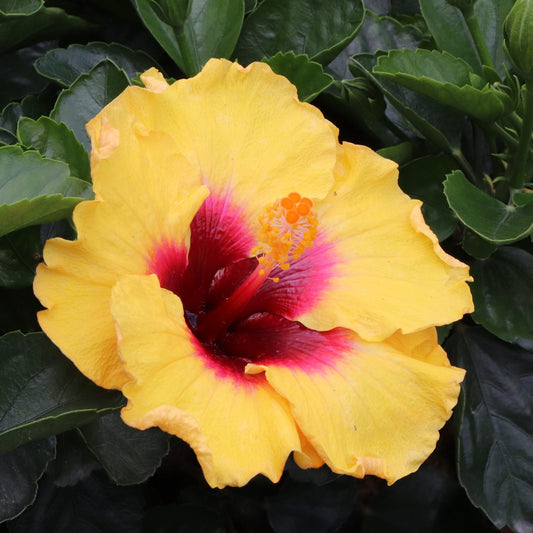 Hollywood Hibiscus™ Rico Suave™ Tropical Hibiscus - Photo Courtesy of Proven Winners, Inc.