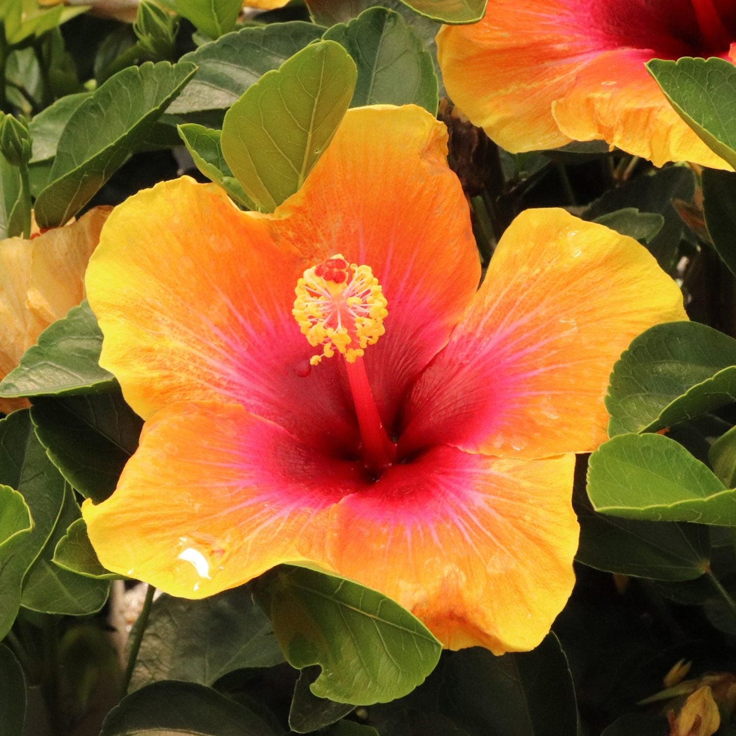 A close-up of the Hollywood Hibiscus™ Social Butterfly™ Tropical Hibiscus shows vivid orange-yellow petals with a deep pink center, surrounded by lush green leaves - Photo Courtesy of Proven Winners, Inc.