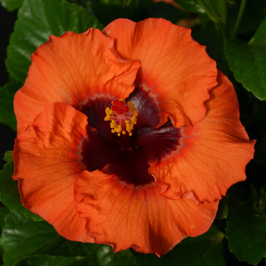 Hollywood Hibiscus™ Sunset Boulevard™ Tropical Hibiscus - Photo Courtesy of Proven Winners, Inc.