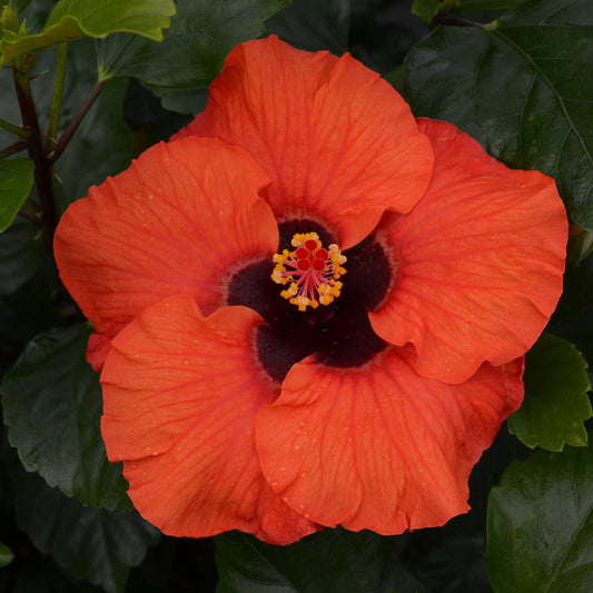 Hollywood Hibiscus™ Sunset Boulevard™ Tropical Hibiscus - Photo Courtesy of Proven Winners, Inc.