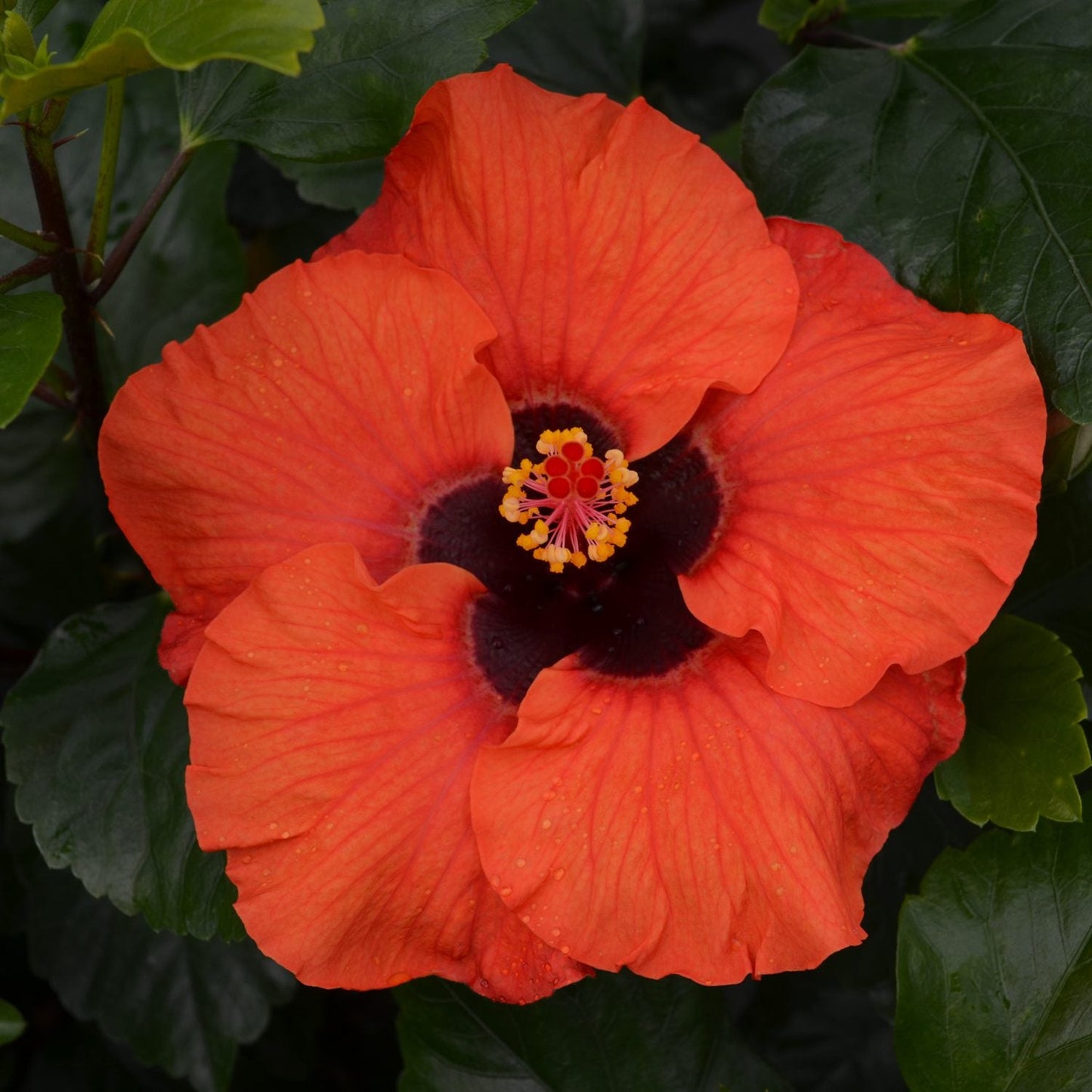 The Hollywood Hibiscus™ Sunset Boulevard™ Tropical Hibiscus features vibrant orange blooms with dark red centers, yellow-tipped stamens, and is surrounded by glossy green leaves - Photo Courtesy of Proven Winners, Inc.