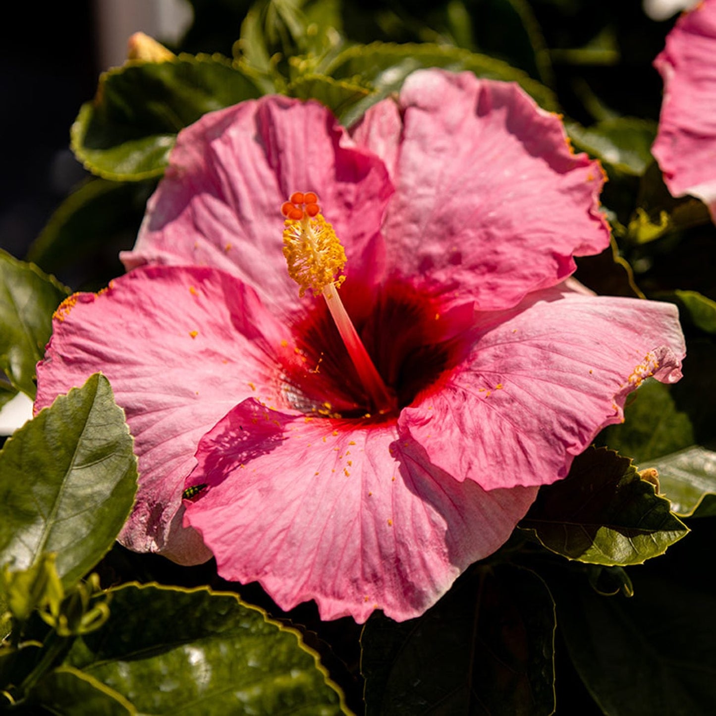 A close-up of the Hollywood Hibiscus™ Talk of the Town™ Tropical Hibiscus, displaying vibrant blush-pink flowers with yellow-tipped stamens amid lush green foliage in bright sunlight. - Photo Courtesy of Proven Winners, Inc.