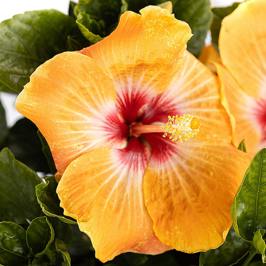 Hollywood Hibiscus™ VIP™ Tropical Hibiscus - Photo Courtesy of Proven Winners, Inc.