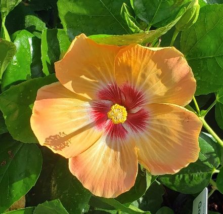 Hollywood Hibiscus™ VIP™ Tropical Hibiscus - Photo Courtesy of Proven Winners, Inc.