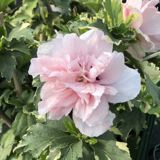 Sugar Tip® Rose of Sharon (Hibiscus) - Photo Property of Garden Crossings LLC