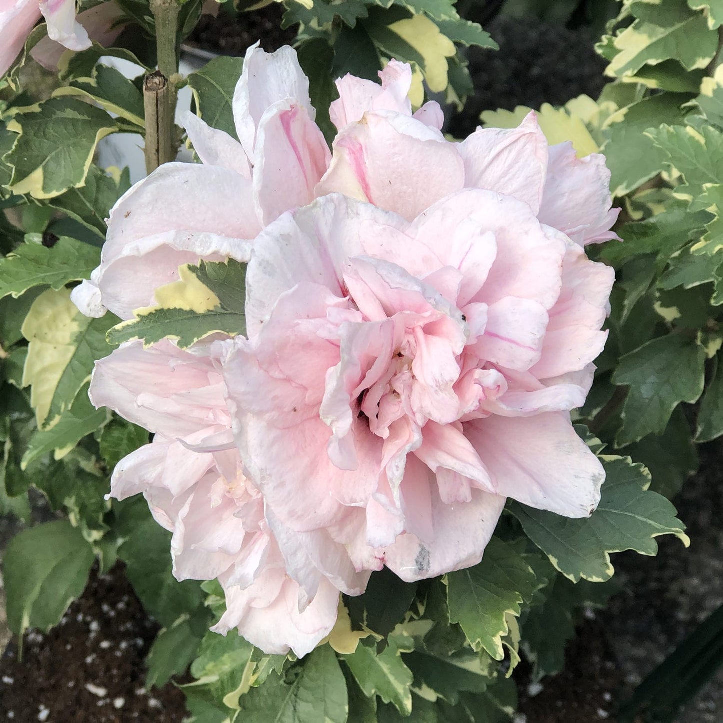 A close-up of a light pink Sugar Tip® Rose of Sharon (Hibiscus) bloom with ruffled petals, showcasing delicate edges and surrounded by lush green and cream variegated foliage. - Photo Property of Garden Crossings LLC