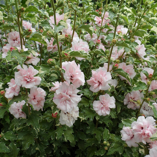 Sugar Tip® Rose of Sharon (Hibiscus) - Photo Property of Garden Crossings LLC