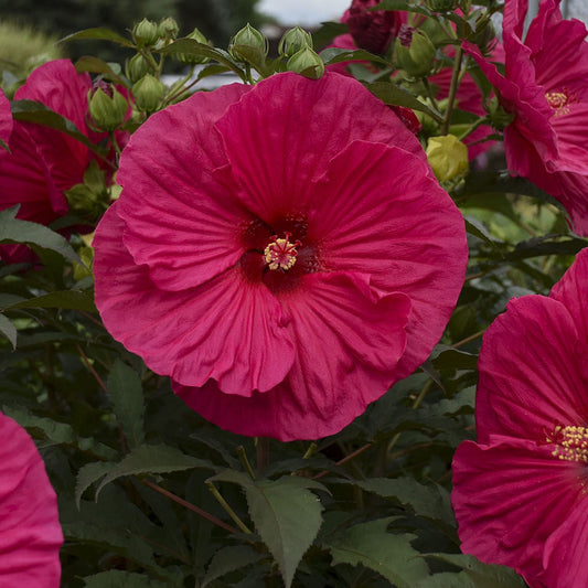 A close-up of the vibrant 'Summer in Paradise' Rose Mallow (Hibiscus) with deep pink petals, a striking yellow and red stamen, lush green leaves, and several flower buds in the background - Photo Courtesy of Walters Gardens, Inc.