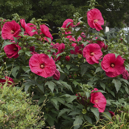 'Summer in Paradise' Rose Mallow (Hibiscus) features large, vibrant magenta flowers with dark centers on lush green foliage, creating a tropical feel in your garden among surrounding greenery - Photo Courtesy of Walters Gardens, Inc.