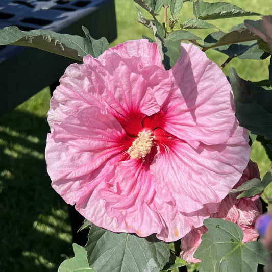 Summerific® 'All Eyes On Me' Rose Mallow (Hibiscus) - Photo Property of Garden Crossings LLC