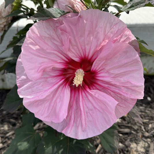 Summerific® 'All Eyes On Me' Rose Mallow (Hibiscus) - Photo Property of Garden Crossings LLC