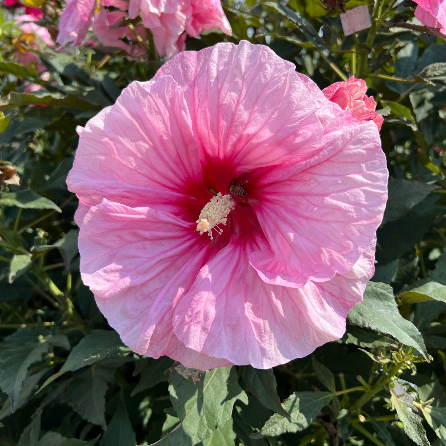 Close-up of Summerific® 'All Eyes On Me' Rose Mallow (Hibiscus), showcasing a large pink perennial bloom with a deep red center, crinkled petals, prominent white stamen, and surrounded by compact green foliage and hardy hibiscus flowers - Photo Courtesy of Proven Winners, Inc.