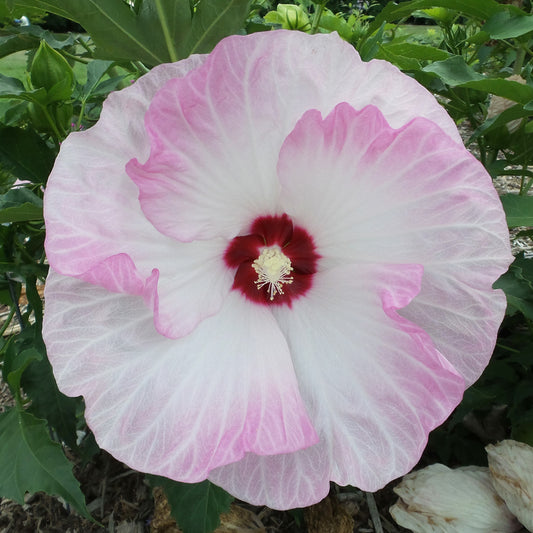 Summerific® 'Ballet Slippers' Rose Mallow (Hibiscus) - Photo Property of Garden Crossings LLC