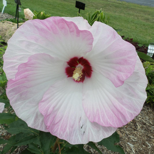 Summerific® 'Ballet Slippers' Rose Mallow (Hibiscus) - Photo Property of Garden Crossings LLC