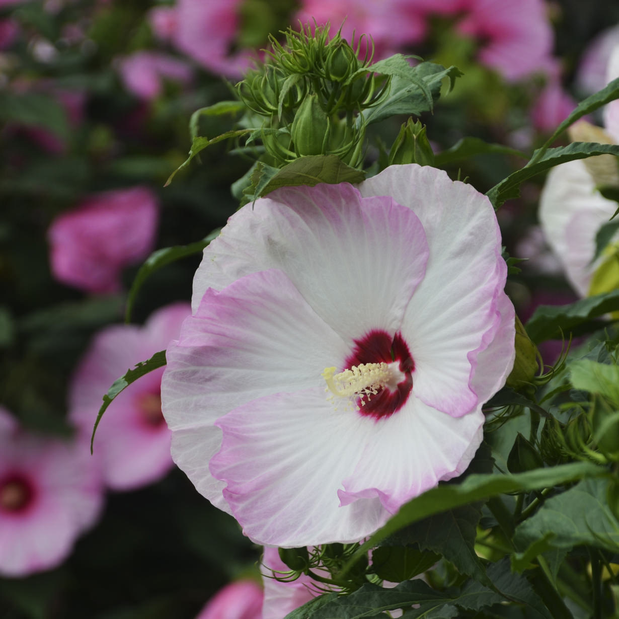 A large, white Summerific® 'Ballet Slippers' Rose Mallow (Hibiscus) flower with pink-edged petals and a deep red center blooms among green leaves and buds, adding elegance and summer beauty to any garden - Photo Courtesy of Proven Winners, Inc.