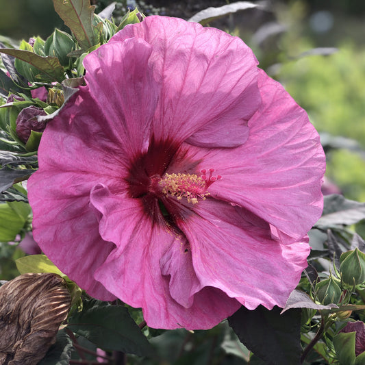Summerific® 'Berry Awesome' Rose Mallow (Hibiscus) - Photo Property of Garden Crossings LLC