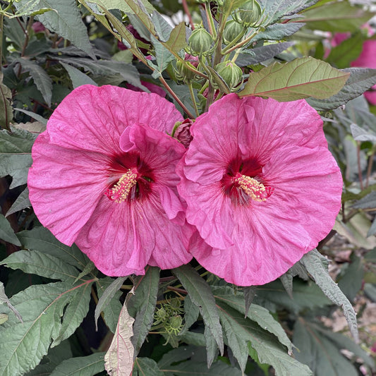 Summerific® 'Berry Awesome' Rose Mallow (Hibiscus) - Photo Property of Garden Crossings LLC
