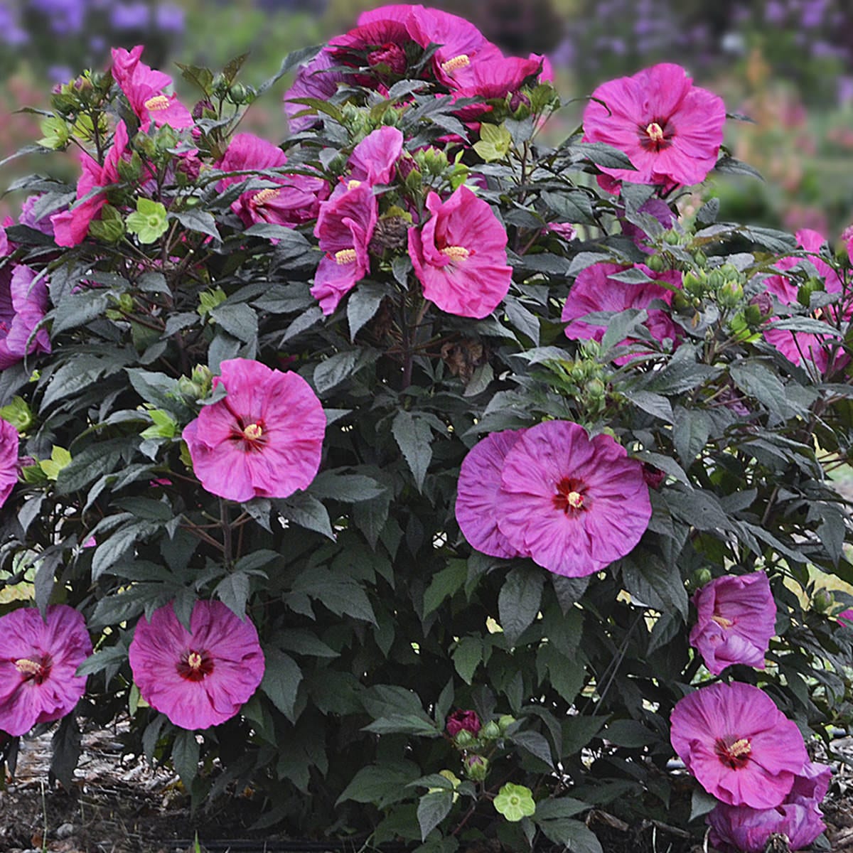 Summerific® 'Berry Awesome' Rose Mallow (Hibiscus) - Photo Courtesy of Proven Winners, Inc.