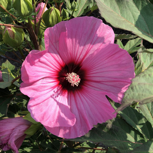 Summerific® 'Candy Crush' Rose Mallow (Hibiscus) - Photo Property of Garden Crossings LLC
