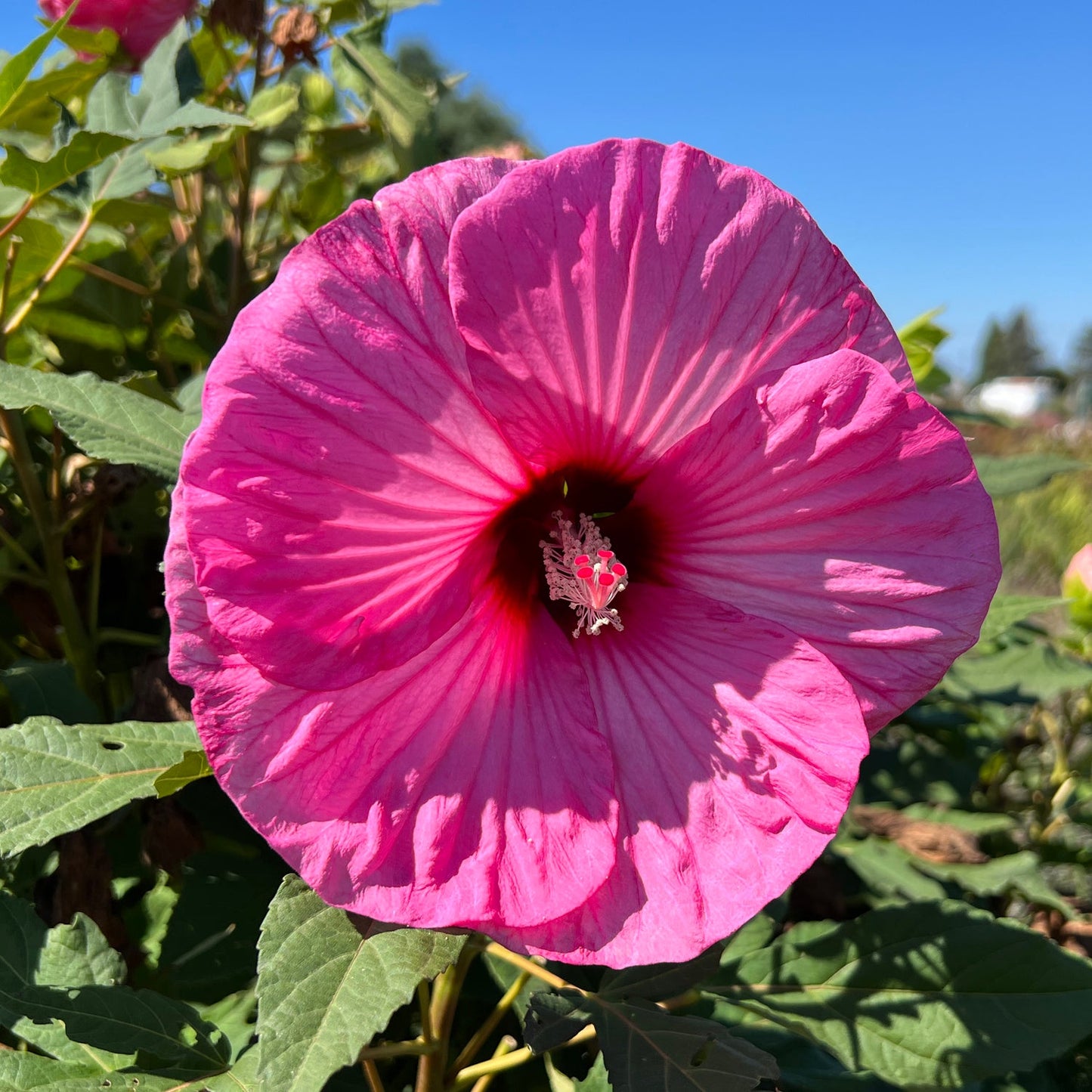 Close-up of the vibrant Summerific® 'Candy Crush' Rose Mallow (Hibiscus) in full bloom, showcasing its large pink petals with a deep red center and delicate veins, set against lush green foliage beneath a clear blue sky - Photo Property of Garden Crossings LLC.