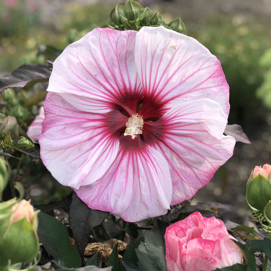 Summerific® 'Cherry Choco Latte' Rose Mallow (Hibiscus) - Photo Property of Garden Crossings LLC