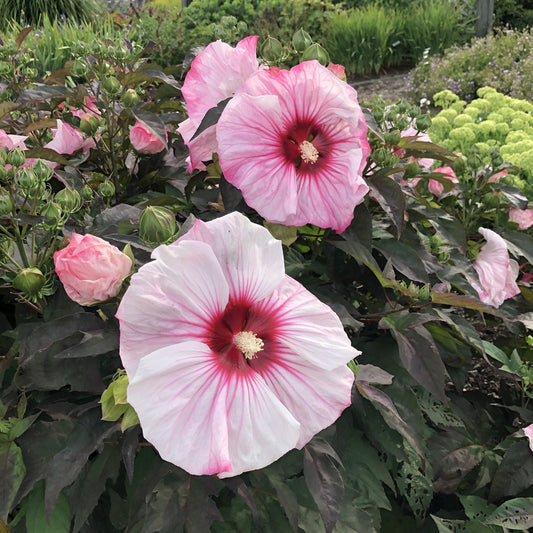 Summerific® 'Cherry Choco Latte' Rose Mallow (Hibiscus) - Photo Property of Garden Crossings LLC