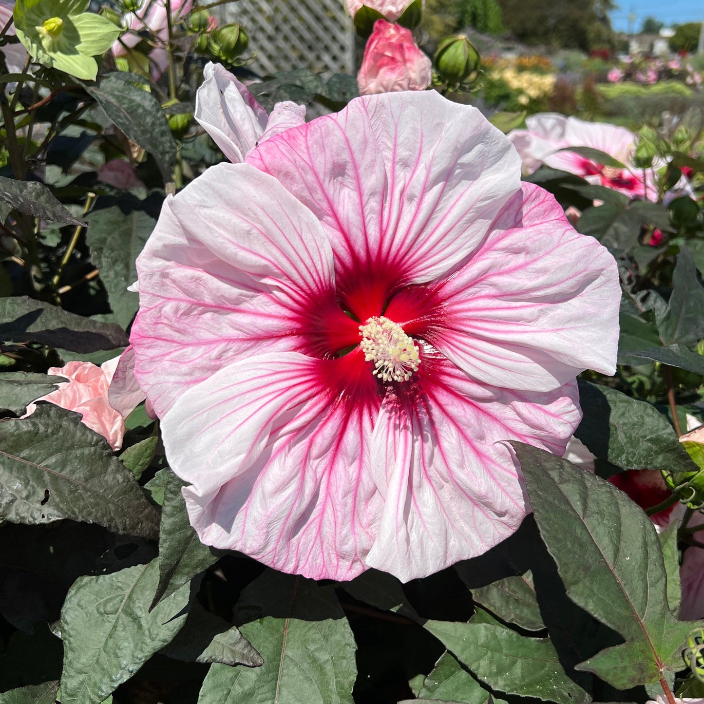 A large Summerific® 'Cherry Choco Latte' Rose Mallow (Hibiscus) with white petals, bright pink veins, and a deep red center blooms amid green foliage in a sunlit garden - Photo Property of Garden Crossings LLC.