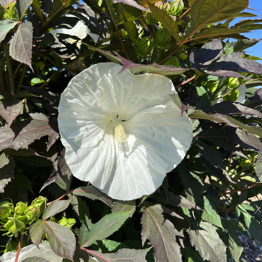 Summerific® 'Cookies and Cream' Rose Mallow (Hibiscus) - Photo Property of Garden Crossings LLC