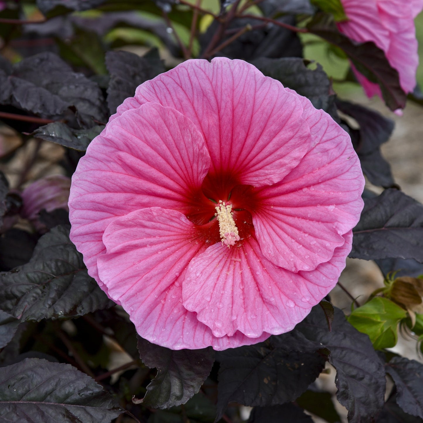 The Summerific® 'Edge of Night' Rose Mallow (Hibiscus) features large pink flowers with red centers and prominent stamens, set against deep green-black foliage. Water droplets dot the petals of this deer-resistant perennial - Photo Courtesy of Proven Winners, Inc.