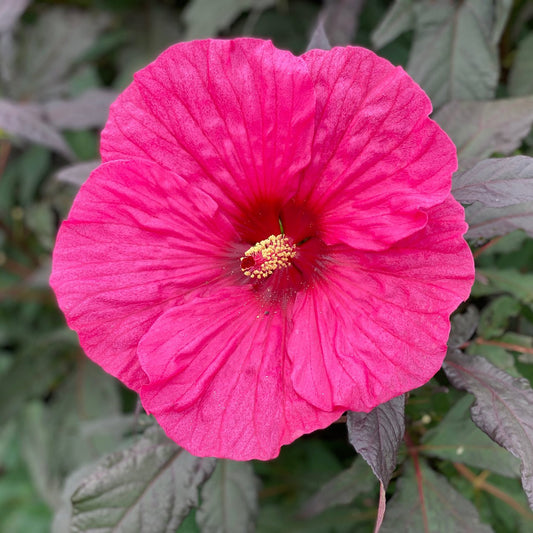 Summerific® 'Evening Rose' Rose Mallow (Hibiscus) - Photo Property of Garden Crossings LLC