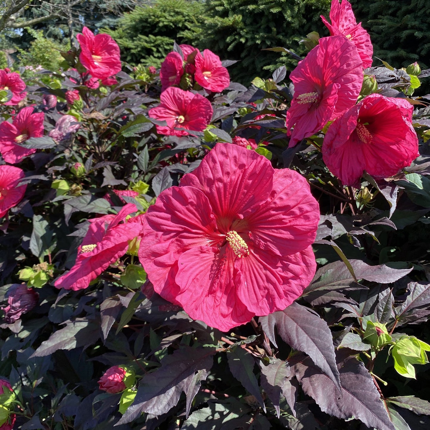 Summerific® 'Evening Rose' Rose Mallow (Hibiscus) showcases bright pink, large-petaled blooms with yellow centers amid dark green and burgundy leaves in a brightly lit yard - Photo Property of Garden Crossings LLC.