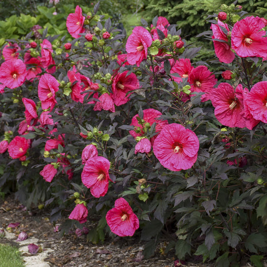 Summerific® 'Evening Rose' Rose Mallow (Hibiscus) - Photo Courtesy of Proven Winners, Inc.
