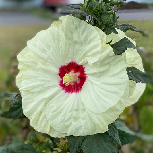 The Summerific® 'French Vanilla' Rose Mallow (Hibiscus) displays large, pale yellow blooms with deep red centers and bold yellow stamens, set among green leaves and buds, flowering outdoors with other perennials against a soft-focus background - Photo Property of Garden Crossings LLC.