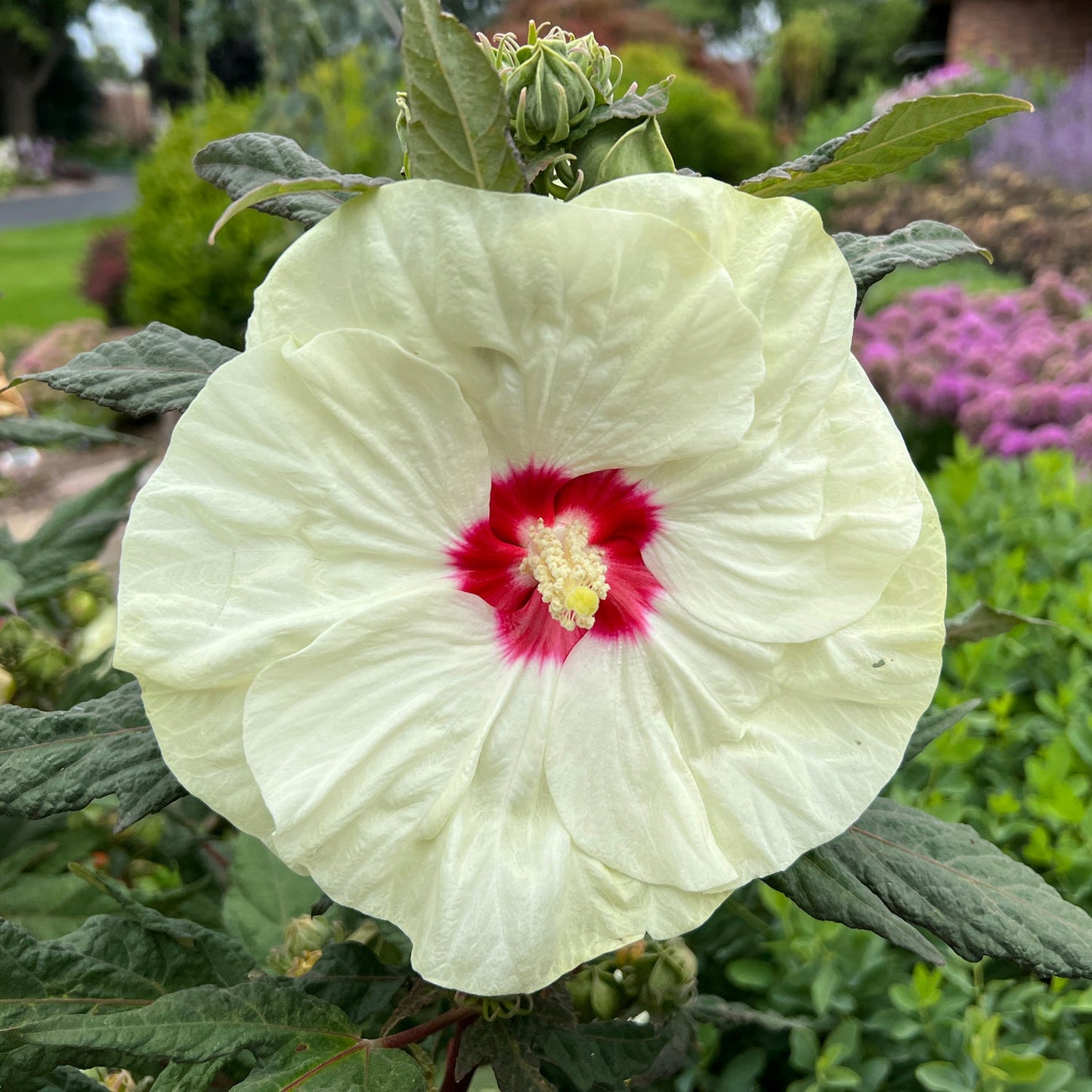 The Summerific® 'French Vanilla' Rose Mallow (Hibiscus) features large, pale yellow blooms with red centers and vibrant yellow stamens amid green foliage, highlighting the perennial's striking garden appeal - Photo Property of Garden Crossings LLC.