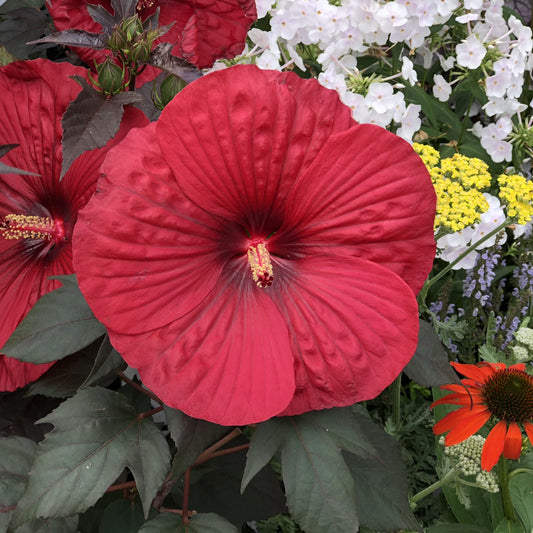 A vibrant red Summerific® 'Holy Grail' Rose Mallow (Hibiscus) bloom stands out among green leaves and other colorful flowers, including white and yellow clusters and an orange coneflower - Photo Property of Garden Crossings LLC.