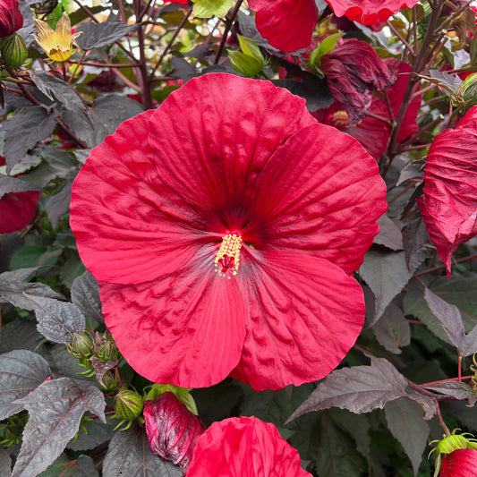 The Summerific® 'Holy Grail' Rose Mallow (Hibiscus) features large, vibrant red flowers with prominent petals and a yellow stamen, set against green and dark reddish-purple leaves - Photo Property of Garden Crossings LLC.