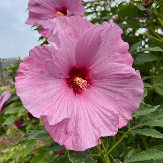 Summerific® 'Lilac Crush' Rose Mallow (Hibiscus) - Photo Property of Garden Crossings LLC